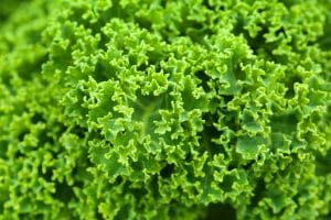 Your Wellness Centre Naturopathy - Herb Kale