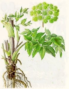 Your Wellness Centre Naturopathy - Dong Quai herbs